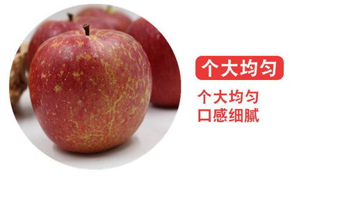 大涼山鹽源丑蘋果 冰糖心紅富士，應季脆甜新鮮直達