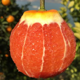 秭歸血橙 新鮮手剝，當季“中華紅肉臍橙”批發(fā)指南